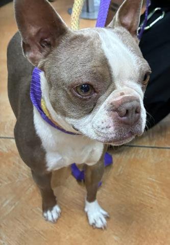 A780162 - Boston Terrier available for adoption