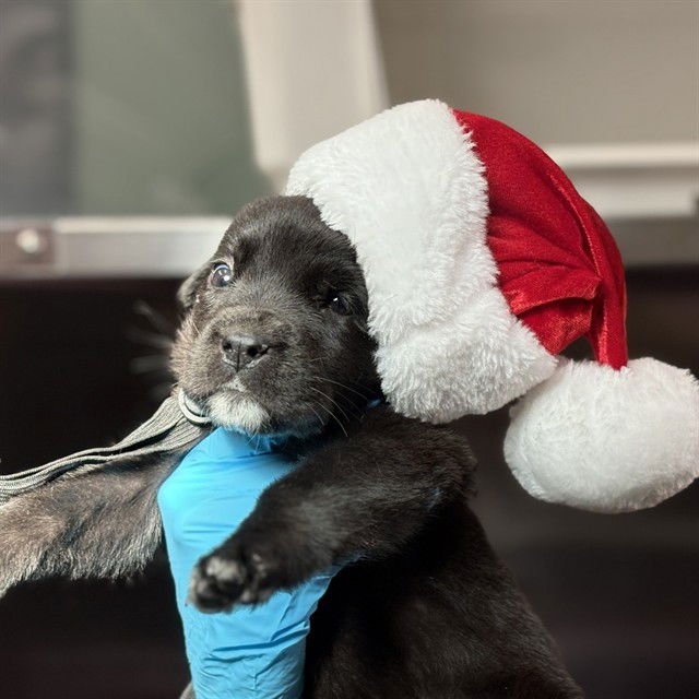 VELVET - Labrador Retriever / Flat-coated Retriever available for adoption