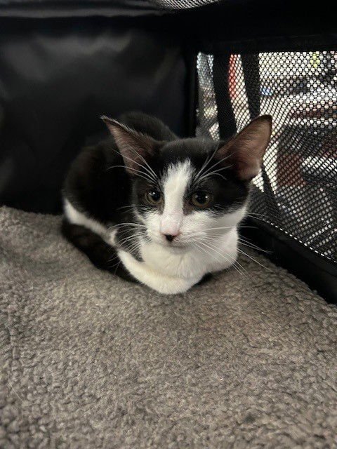 UNKNOWN - Domestic Short Hair available for adoption