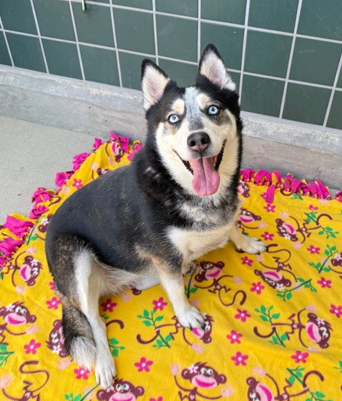 BROOKLYN - Siberian Husky available for adoption