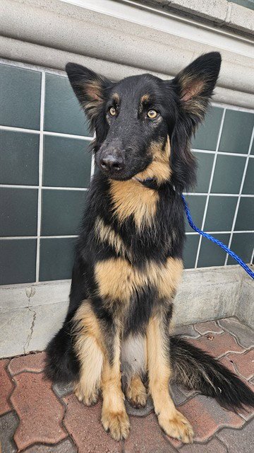 FLUFFY - German Shepherd Dog available for adoption