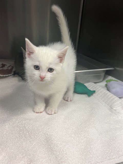 EEVEE - Domestic Short Hair available for adoption