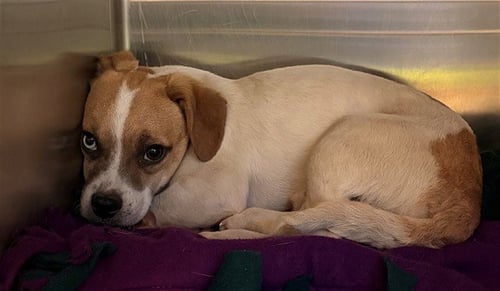 UNKNOWN - Jack Russell Terrier (Parson Russell Terrier) available for adoption