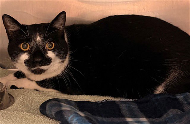 STITCH - Domestic Short Hair available for adoption