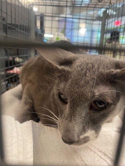 SOX - Oriental Short Hair available for adoption