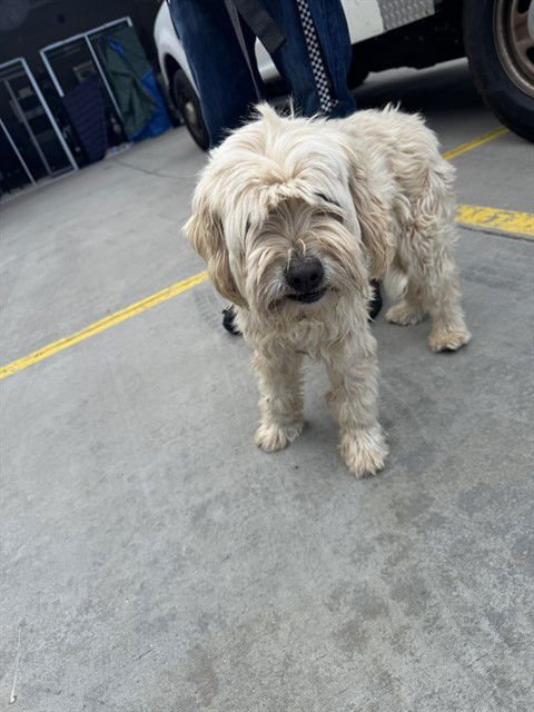 A777623 - Poodle (Toy) available for adoption