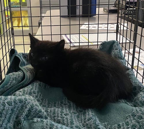 UNKNOWN - Domestic Short Hair available for adoption