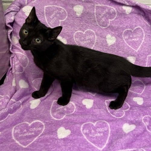 JAE - Domestic Short Hair available for adoption