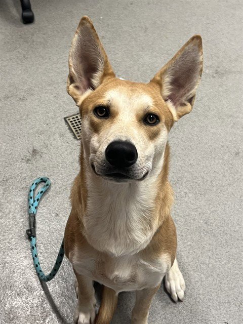 SHEA BUTTER - Carolina Dog available for adoption