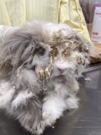 NIMBUS - Photo 1