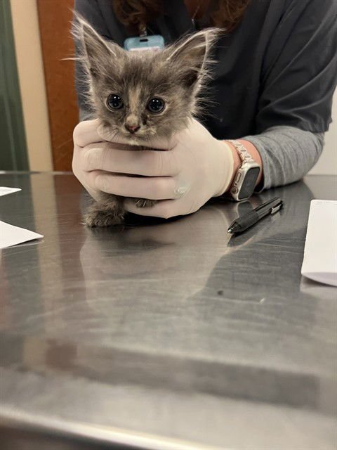 LEFT EYE - Domestic Short Hair available for adoption