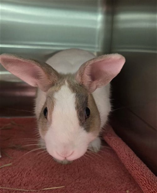 FERDINAND - Shorthaired Rabbit available for adoption