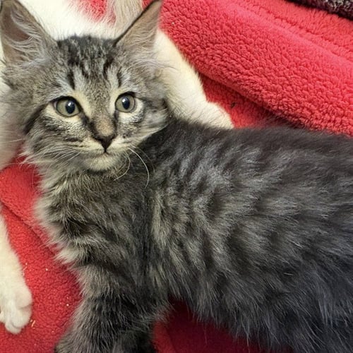 BRANDYWINE 3 - Domestic Medium Hair available for adoption