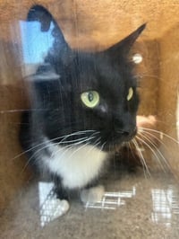 PETUNIA - Photo 1