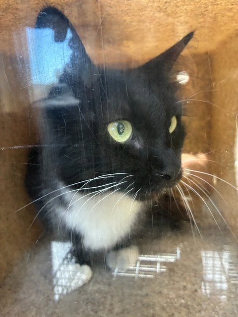 PETUNIA - Domestic Short Hair available for adoption