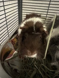 BROWNIE - Photo 1