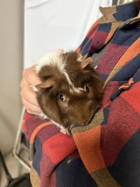 BROWNIE - Photo 1