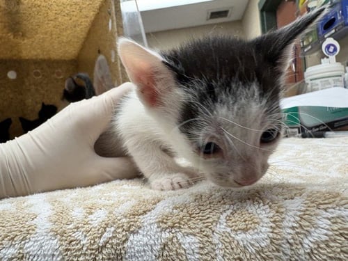 NEMO - Domestic Short Hair available for adoption