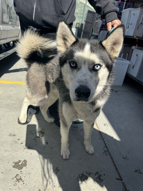 GRIFFIN - Siberian Husky available for adoption