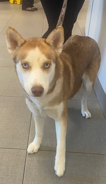 SHILOH Image