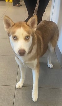 SHILOH - Photo 1