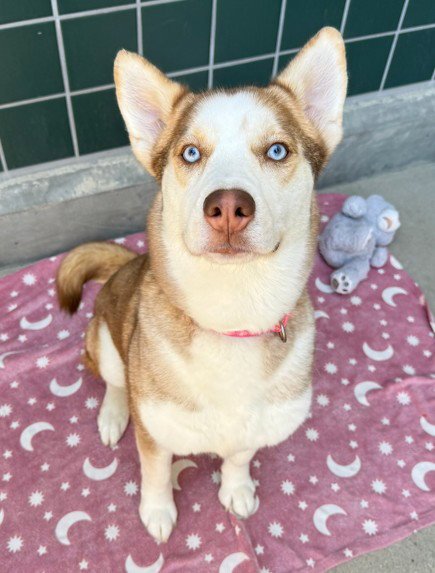 SHILOH - Siberian Husky available for adoption