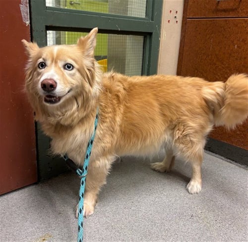 HAZEL - Pembroke Welsh Corgi / Husky available for adoption