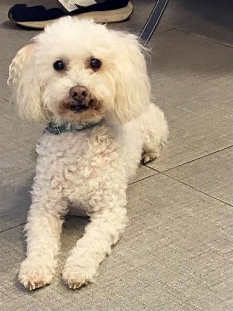 ATLAS - Poodle (Miniature) available for adoption