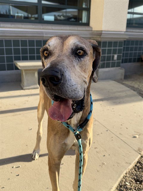 DUALLY - Great Dane available for adoption