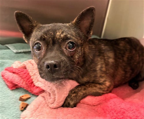 TIGERLILY - Chihuahua available for adoption