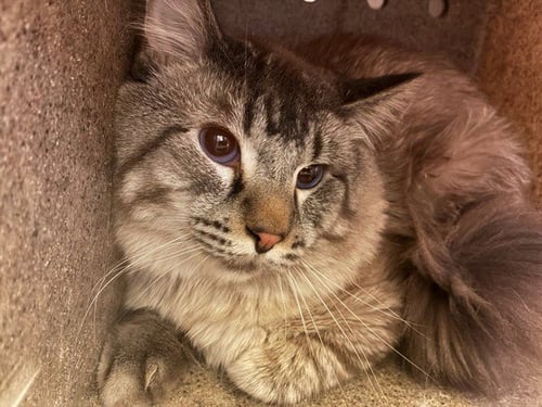 WALDO - Siamese available for adoption