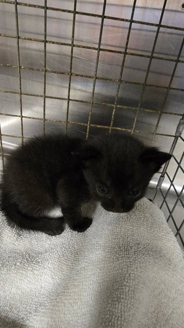 SARGENT - RIGHT FRONT - Domestic Short Hair available for adoption