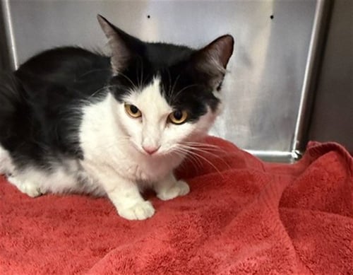 CHARLOTTE - Domestic Short Hair available for adoption