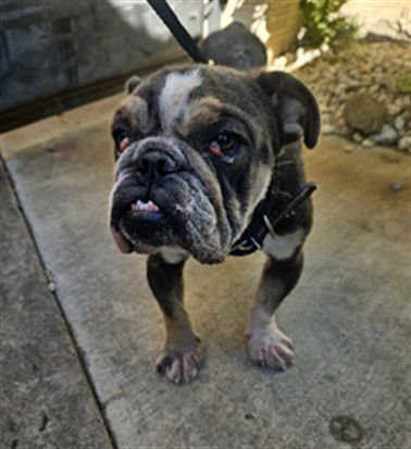 TYSON - English Bulldog available for adoption
