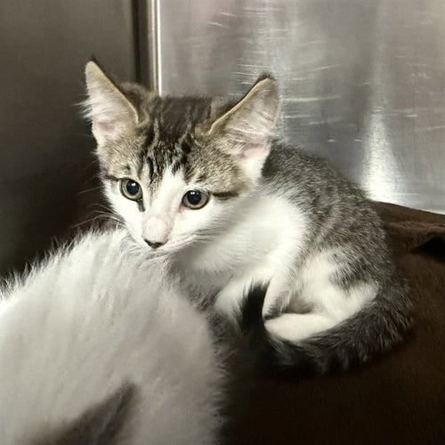 FOX - Domestic Short Hair available for adoption