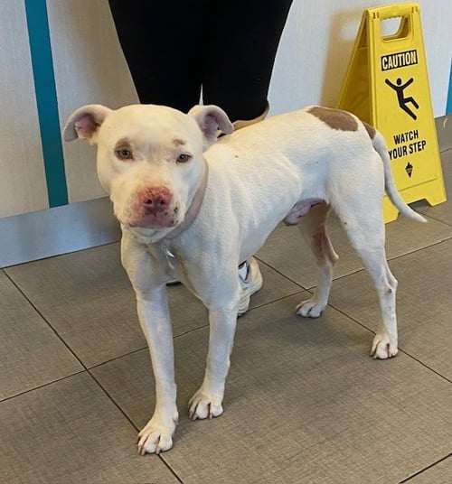 ZERO - Pit Bull Terrier available for adoption