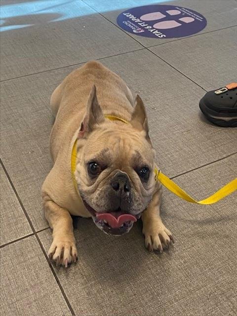 UNKNOWN - French Bulldog available for adoption