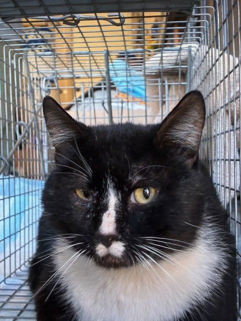 MY JAKE - Domestic Short Hair available for adoption