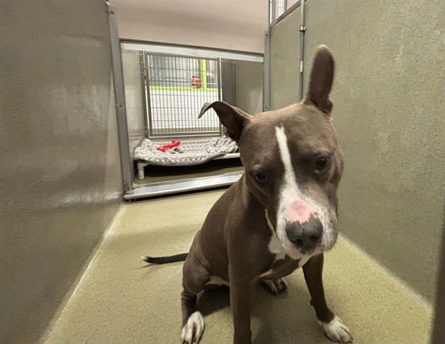 A1 ACE - Pit Bull Terrier available for adoption