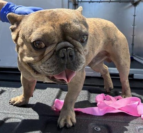 A780163 - French Bulldog available for adoption