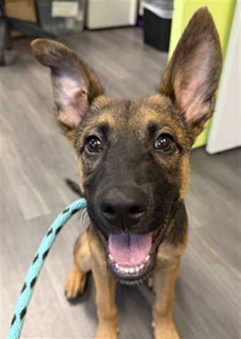 ASHTON - German Shepherd Dog available for adoption
