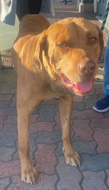 LANCE - Labrador Retriever available for adoption