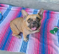 GERTIE - Photo 1