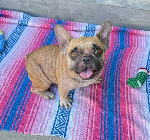 GERTIE - French Bulldog available for adoption