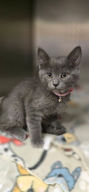 LIN-LIN - Domestic Short Hair available for adoption