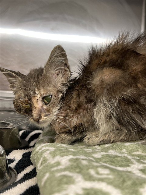 AVA - Domestic Short Hair available for adoption