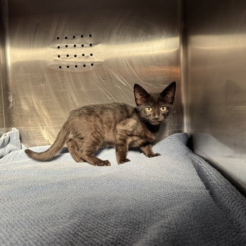 HERSHEY - Domestic Short Hair available for adoption