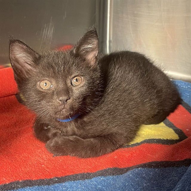 GORDO - Domestic Short Hair available for adoption