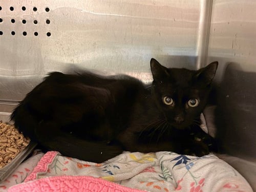 SALEM - Domestic Short Hair available for adoption