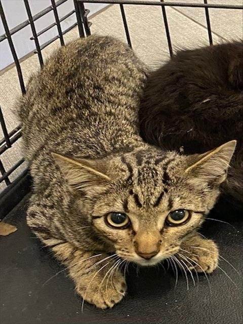 TAFFY - Domestic Short Hair available for adoption